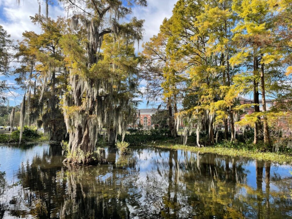Cypress Lake on the University of Lafayette Photo Credit - Lafayette Convention & Visitors Commission