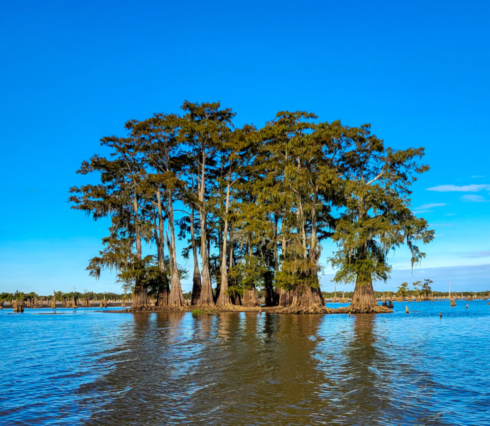 Cyprus Trees in the Atchafalaya Swamp with McGee’s Louisiana Swamp Tour Photo Credit - Heather Raulerson