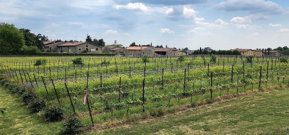 vineyards of Mosnel