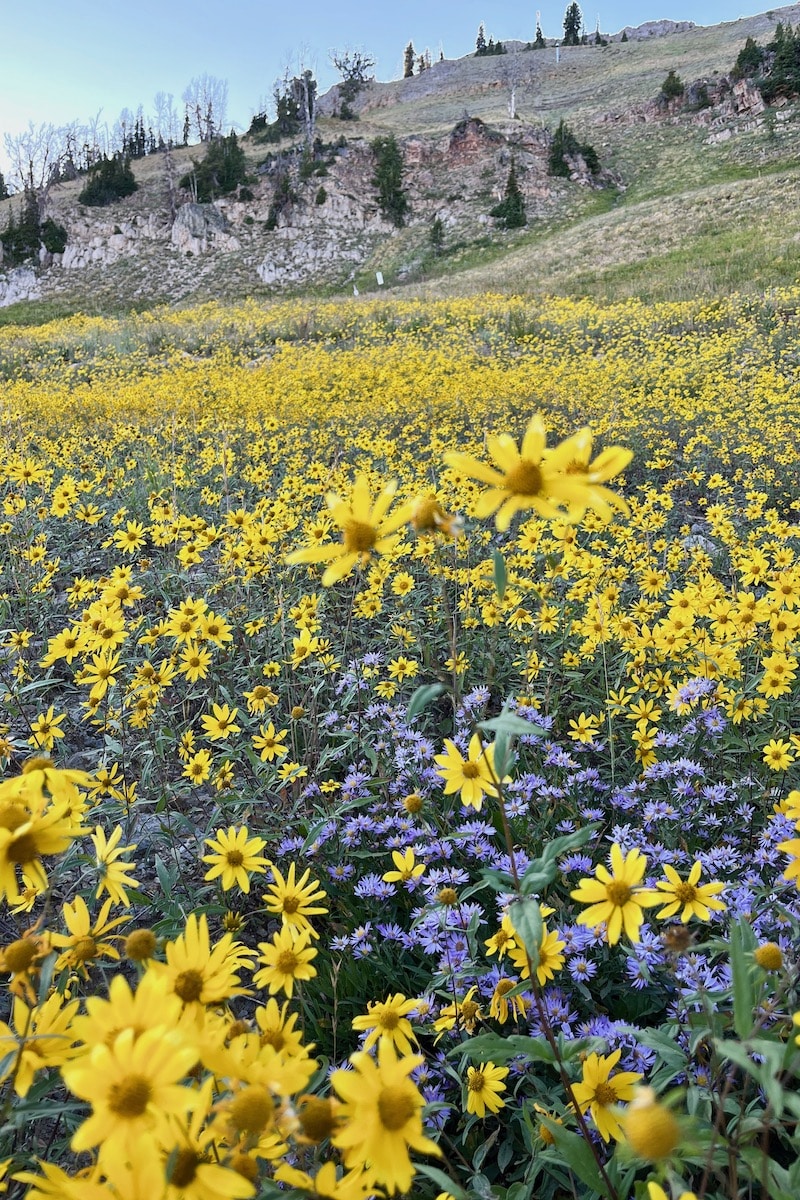Lesser-known hikes in Jackson Hole wildflowers