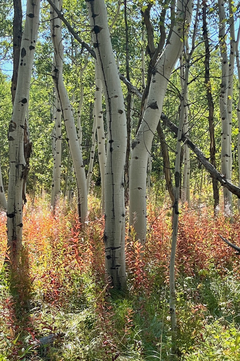 Lesser-known hikes in Jackson Hole aspen trees