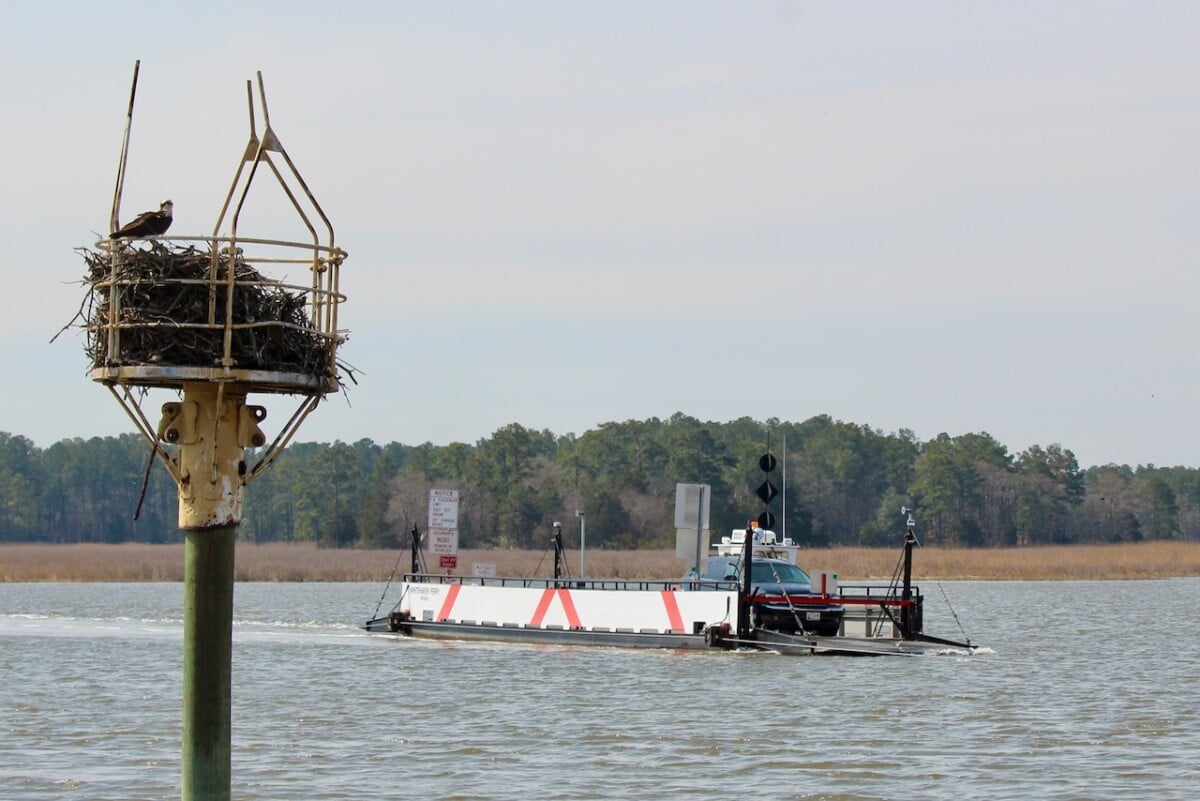 An osprey watches over the Wicomico River Ferry