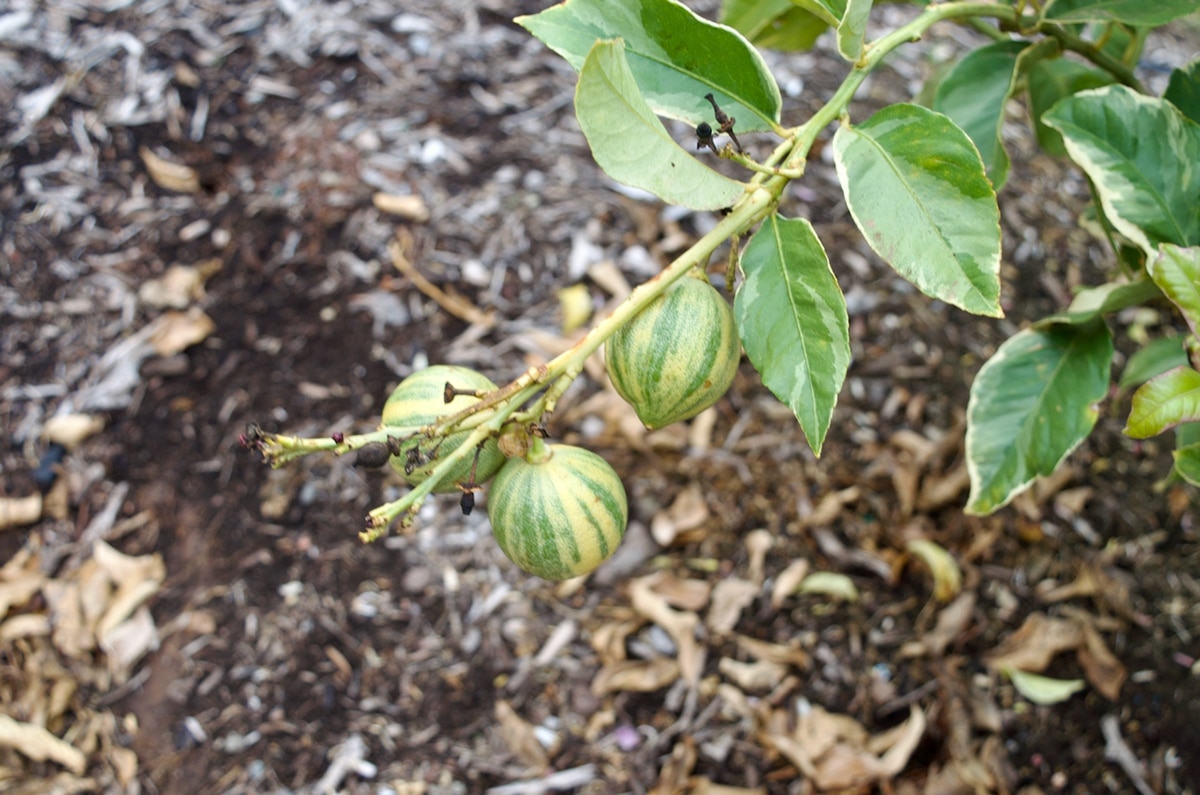 Dewlson Family Farm Striped Lemonade Lemons