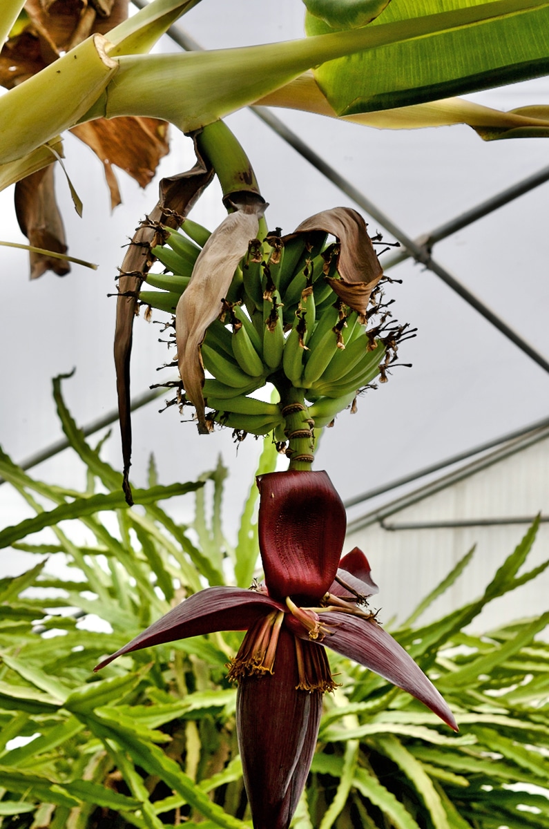 Dewlson Bananas