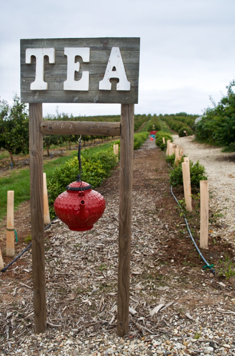 Dewlson Family Farm Tea Plot