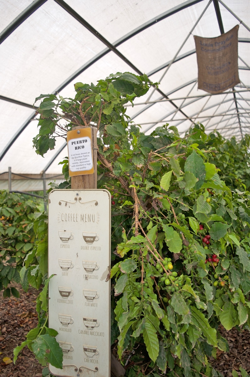 Inside Dewlson Central Coast Coffee Greenhouse