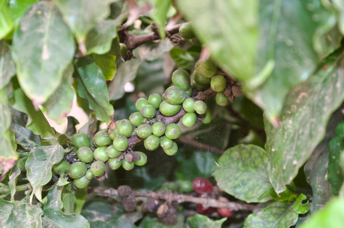 Central Coast Coffee Cherries