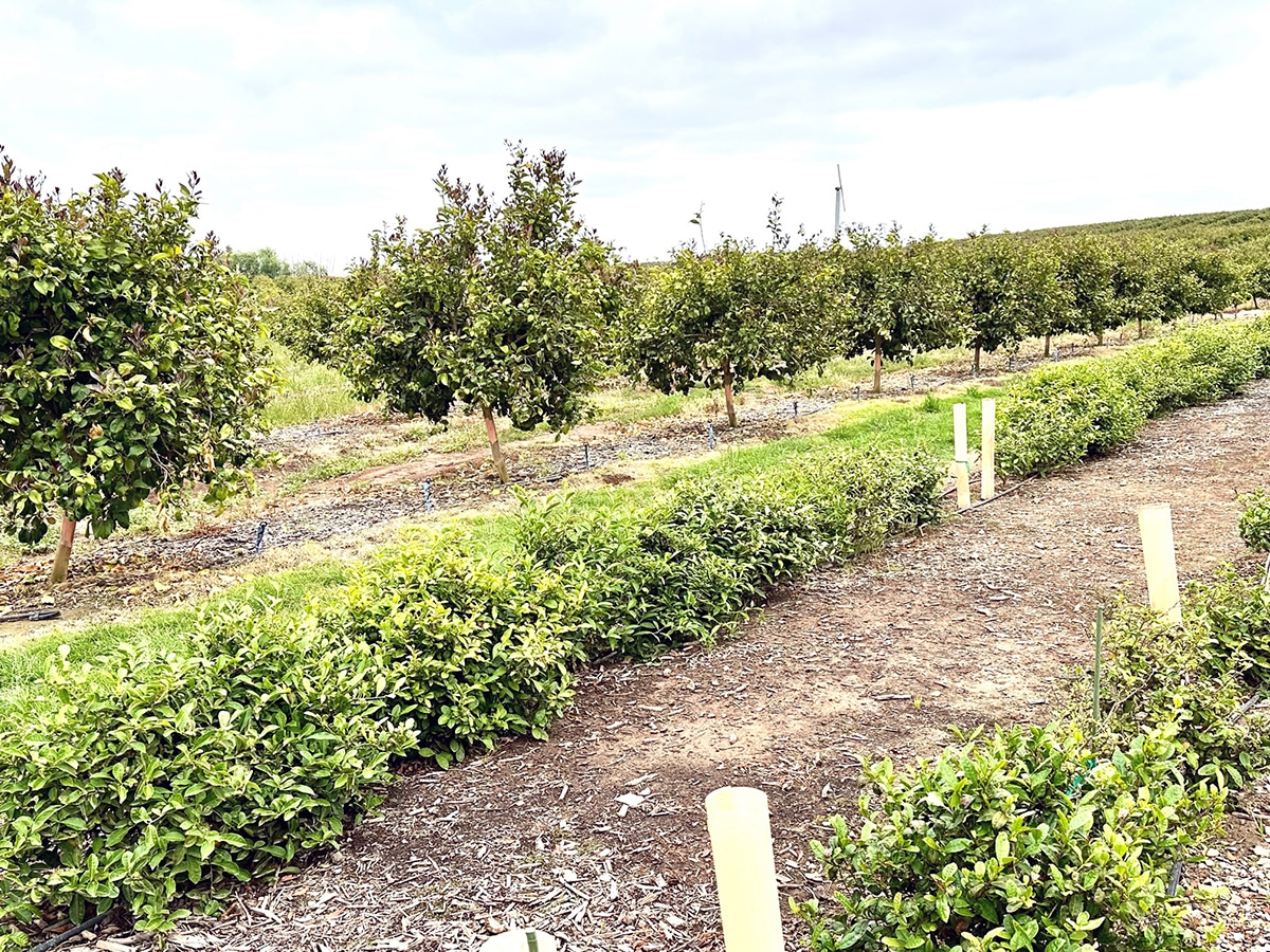 Dewlson Tea Plant Rows with Lemons in the Background